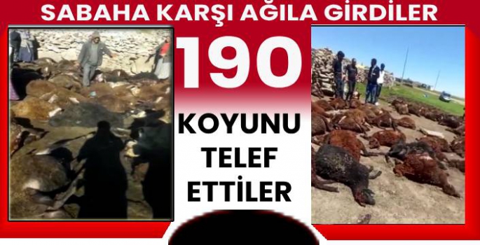 190 Koyunu Telef Ettiler!