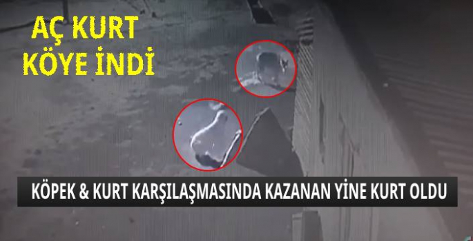 Aç Kurdun Köpeği Götürdüğü Anlar Saniye Saniye Kaydedildi