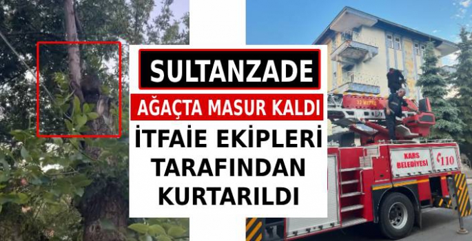 Ağaçta Masur Kalan Sultanzade'yi İtfaiye Kurtardı