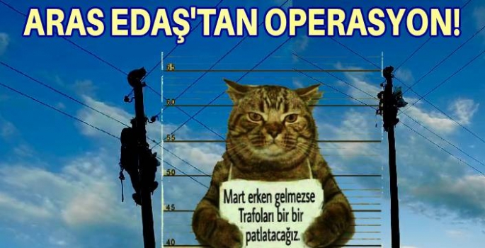 Aras Edaş'tan Kedi Operasyonu