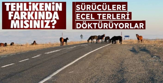 Başıboş Atlar Sürücülere Ecel Terleri Döktürüyor