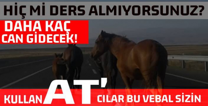 Başıboş Atlar Yine Gündemde!