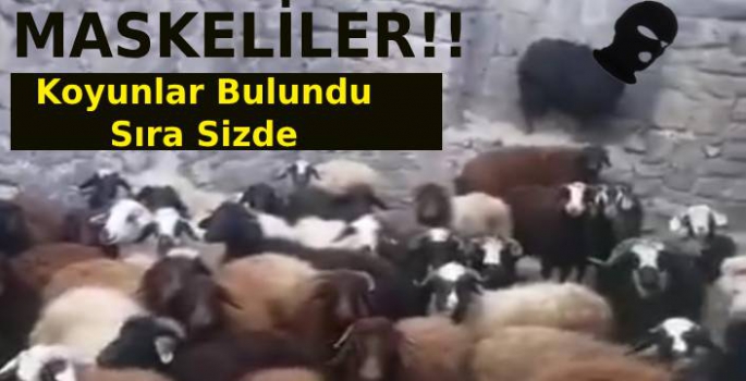 Çalınan Koyunlar Harabede Bulundu!