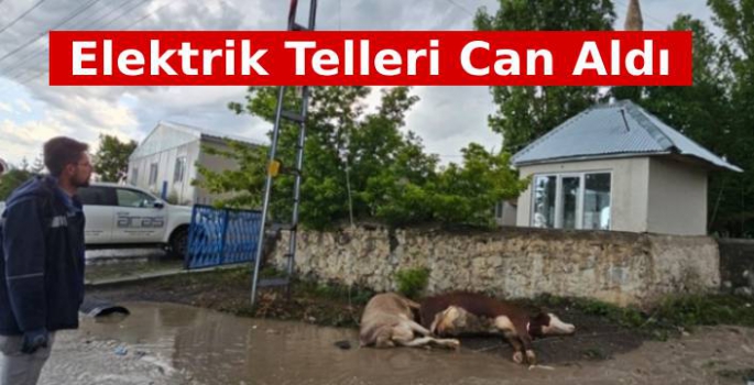 Elektrik Telleri Can Aldı 