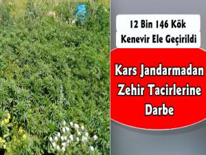 Kars'ta 12 Bin 146 Kök Kenevir Ele Geçirildi