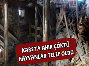  Kars'ta 70 Yaşındaki Vatandaşa ait Ahır çöktü hayvanlar telef oldu