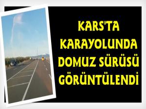 Kars'ta Domuz Sürüsü Görüntülendi