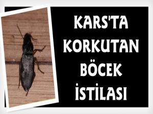 Kars'ta Korkutan Böcek istilası