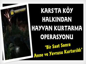 Kars'ta Kuyuya Düşen İnek Güçlükle Kurtarıldı