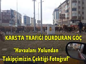 Kars'ta Şehir Merkezinden Hayvan Sürüsünü Geçirdiler