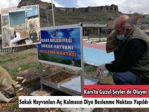 Kars'ta Sokak Hayvanları İçin Beslenme Odakları Oluşturuldu