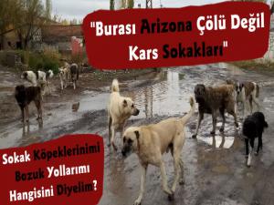 Kars'ta Sokak Köpekleri Tehlike Saçıyor