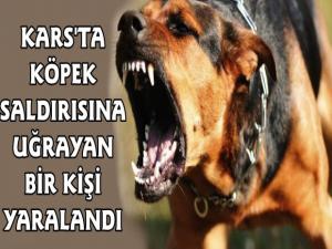 Kars'ta Spor Yapan Vatandaşa Köpekler Saldırdı