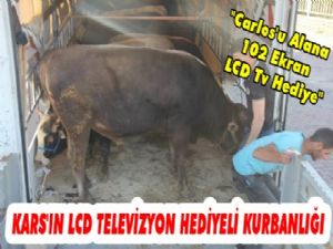 Kars'ın LCD Televizyon Hediyeli 1 Tonluk Kurbanlığı