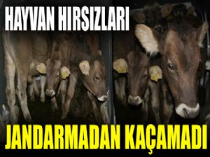 Kars'ta Jandarma Hayvan Hırsızlarını Suç üstü Yakaladı