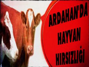 Ardahan'da Hayvan Hırsızlığı