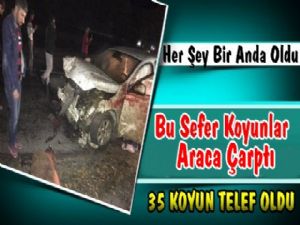 İlginç Trafik Kazası; Koyunlar Araca Çarptı