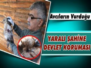 Avcıların Vurduğu Yaralı Şahine Devlet Koruması