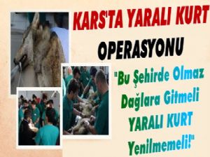 Yaralanan Kurt İçin Seferber Oldular