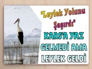 Kars'a Kış Ayında Leylek Geldi