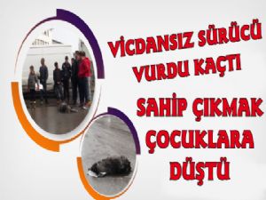 Kars'ta Aracın Vurduğu Köpeğe Çocuklar Sahip Çıktı