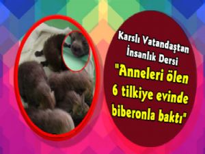 Kars'ta Vatandaş Yavru Tilkilere Evinde Baktı