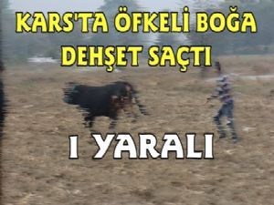 Kars'ta Çılgına dönen boğa dehşet saçtı!