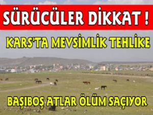 Kars'ta Mevsimlik Tehlike, Başıboş Atlar