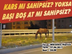 Kars'ta Başıboş Atlar Şehir İçine Kadar Geldi