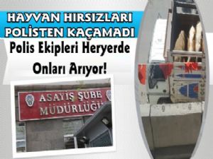 Kars'ta Hayvan Hırsızları Polisten Kaçamadı