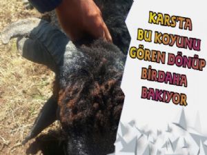 Kars'ta Bu Kuzunun Boynuzu Görenleri Şaşırıyor