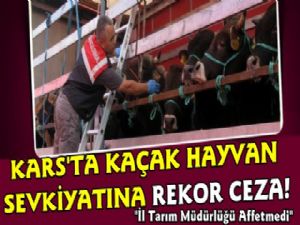 Kars'ta Kaçak Hayvan Sevkiyatına Rekor Ceza