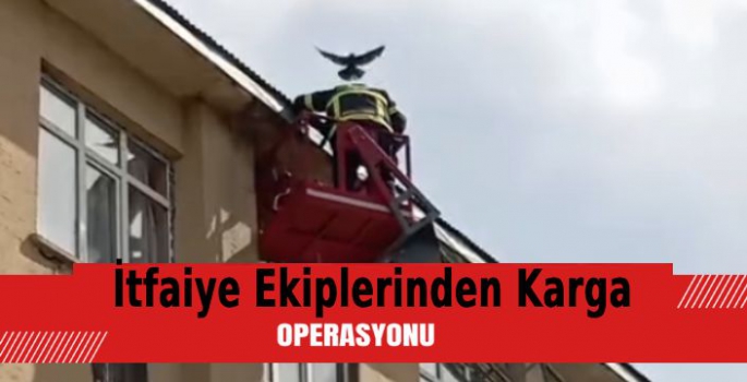 İtfaiye ekiplerinden karga kurtarma operasyonu 