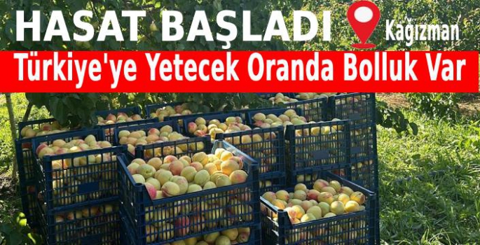 Kağızman'da Sarı Altın Hasadı Başladı!