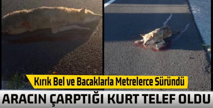 Karayoluna Çıkan Kurt Telef Oldu