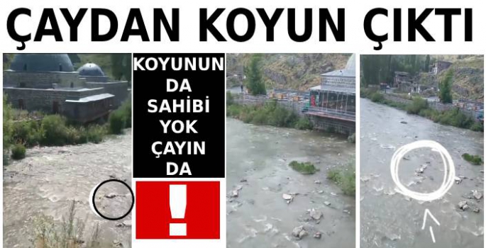 Kars Çayı'ndan Koyun Çıktı!