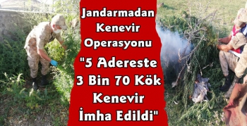 Kars Jandarmadan 5 Adrese Kenevir Operasyonu