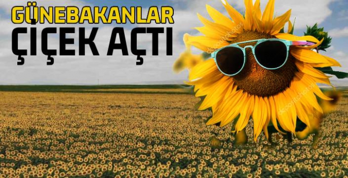 Kars'ta Günebakanlar Çiçek Açtı