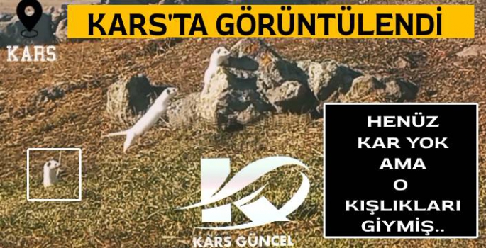 Kars'ta Kar Yok Ama Gelincik Kışlıkları Giymiş!