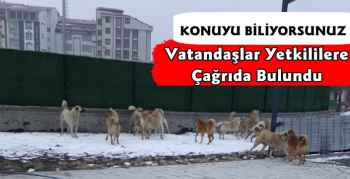 Kars'ta Sokak Köpekleri Sürü Halinde Geziyor