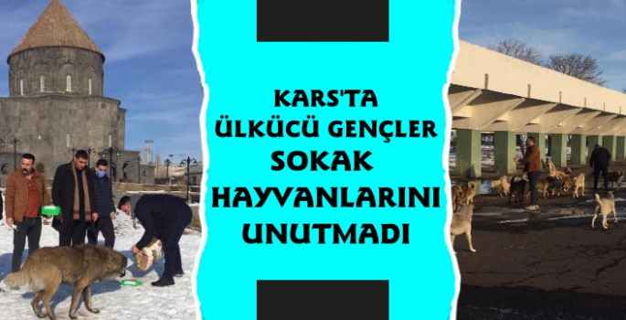 Kars'ta Ülkücü Gençler Sokak Hayvanlarını Unutmadı