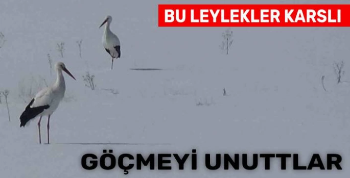 Kars'tan Göçmeyi Unutan Leyleklerin Hayatta Kalma Mücadelesi Sürüyor