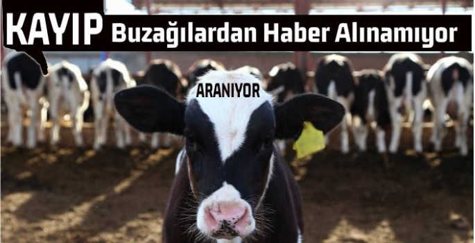 Kayıp Buzağılardan Haber Alınamıyor