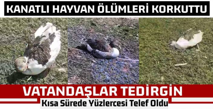 Kısa Süre İçerisinde Yüzlerce Kaz ve Tavuk Telef Oldu!