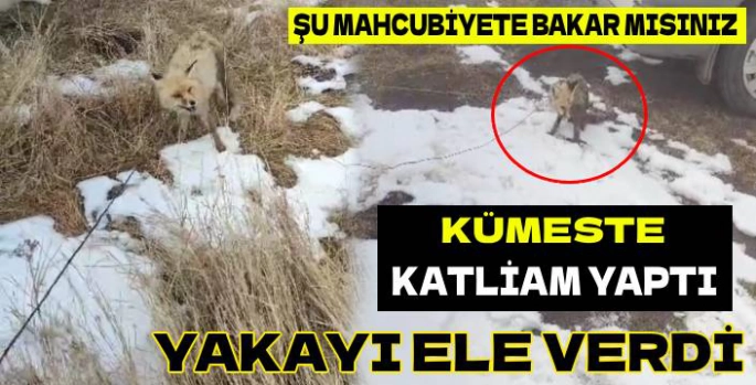 Kümeste Katliam Yapan Tilki Kıskıvrak Yakalandı