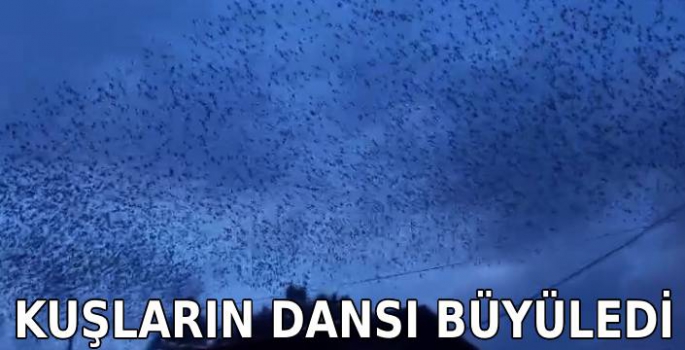 Kuşların Dansı Büyüledi