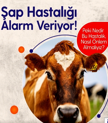 ŞAP HASTALIĞI ALARM VERİYOR