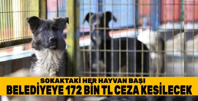 Sokaktaki Her Hayvan İçin Belediyeye 71 bin 965 lira Ceza Kesilecek