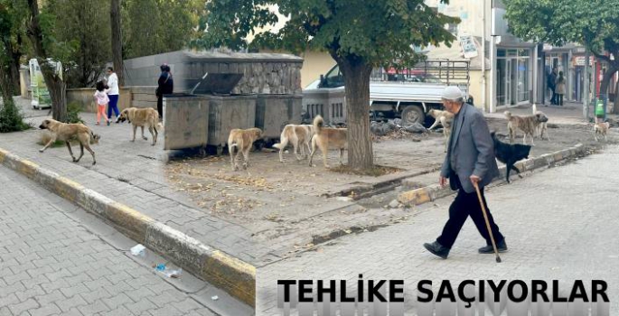 Sürü Halinde Dolaşıp, Tehlike Saçıyorlar!