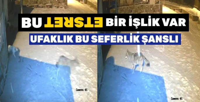 Sürünün Köy Baskınları Sürüyor: Ufaklık Bu Günlük Şanslı!